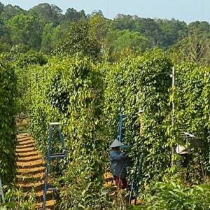Poivre blanc de Phu Quoc - Poivre en grain du Vietnam