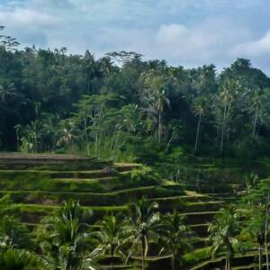 Poivre de cubèbe (poivre à queue)