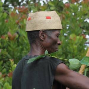 Voatiperifery blanc poivre sauvage de Madagascar
