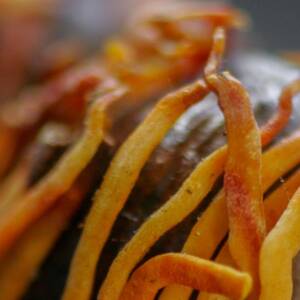 Muscade noix et macis