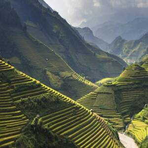 Pétales de gingembre