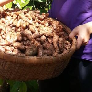 Pétales de curcuma