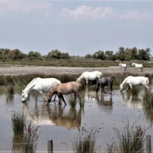 Riz Camarguais - Riz Long