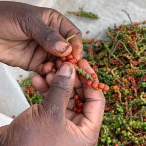 Formation Professionnelle Poivres & Baies (faux poivres)